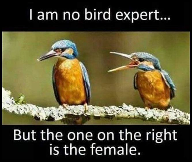 Obrázek No BIRD Expert