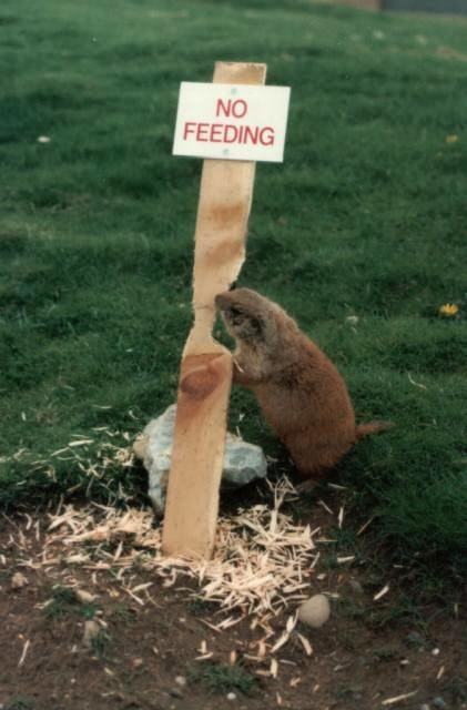 Obrázek No Feeding