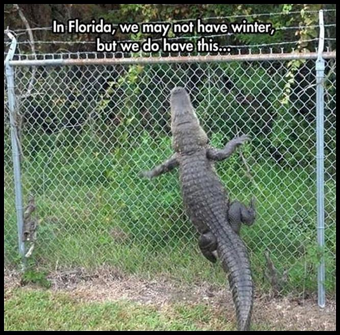 Obrázek No Winters In Florida