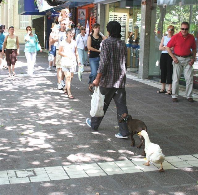 Obrázek No co zvire jak zvire