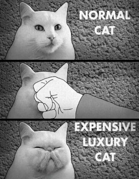 Obrázek Normal - Luxury - cat