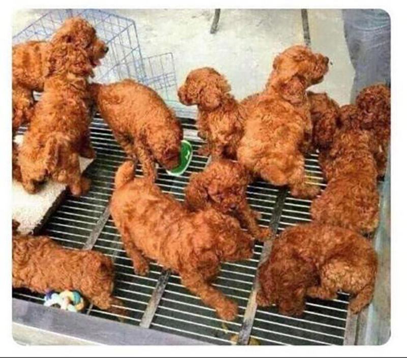 Obrázek Not fried chicken