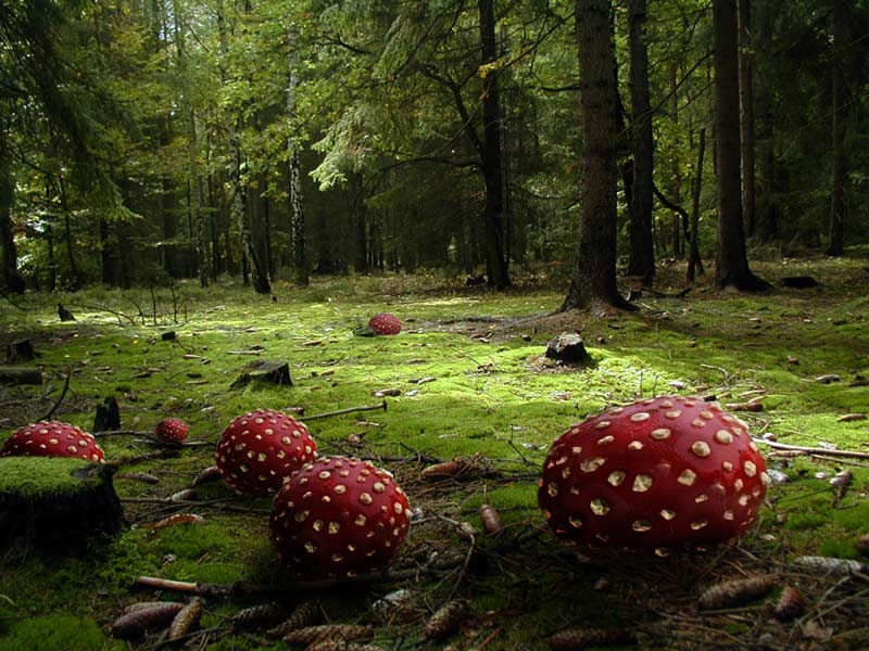 Obrázek Novy druh