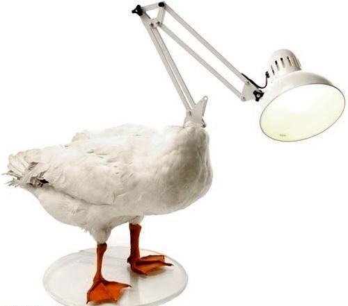 Obrázek Now THATS a helpful duck