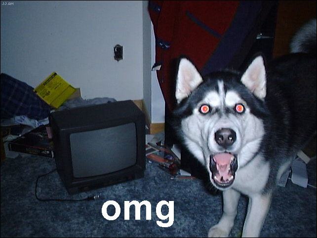 Obrázek OMG husky