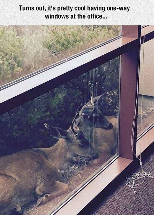 Obrázek One Way Mirrors At The Office