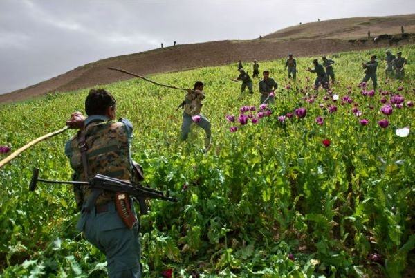 Obrázek Opium war in Afghanistan1
