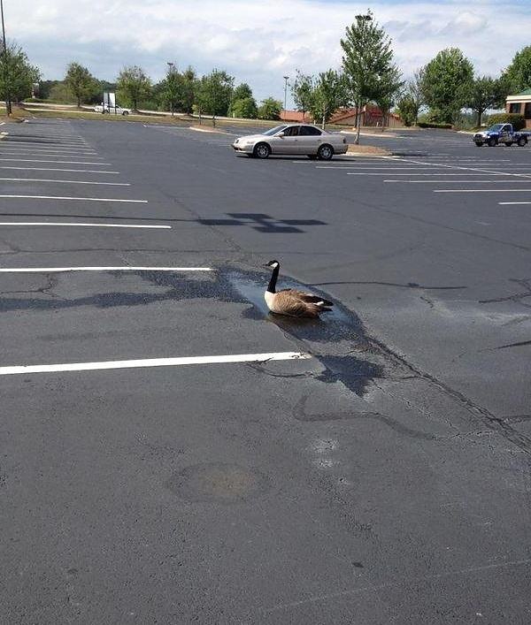 Obrázek Optimistic goose - 30-04-2012
