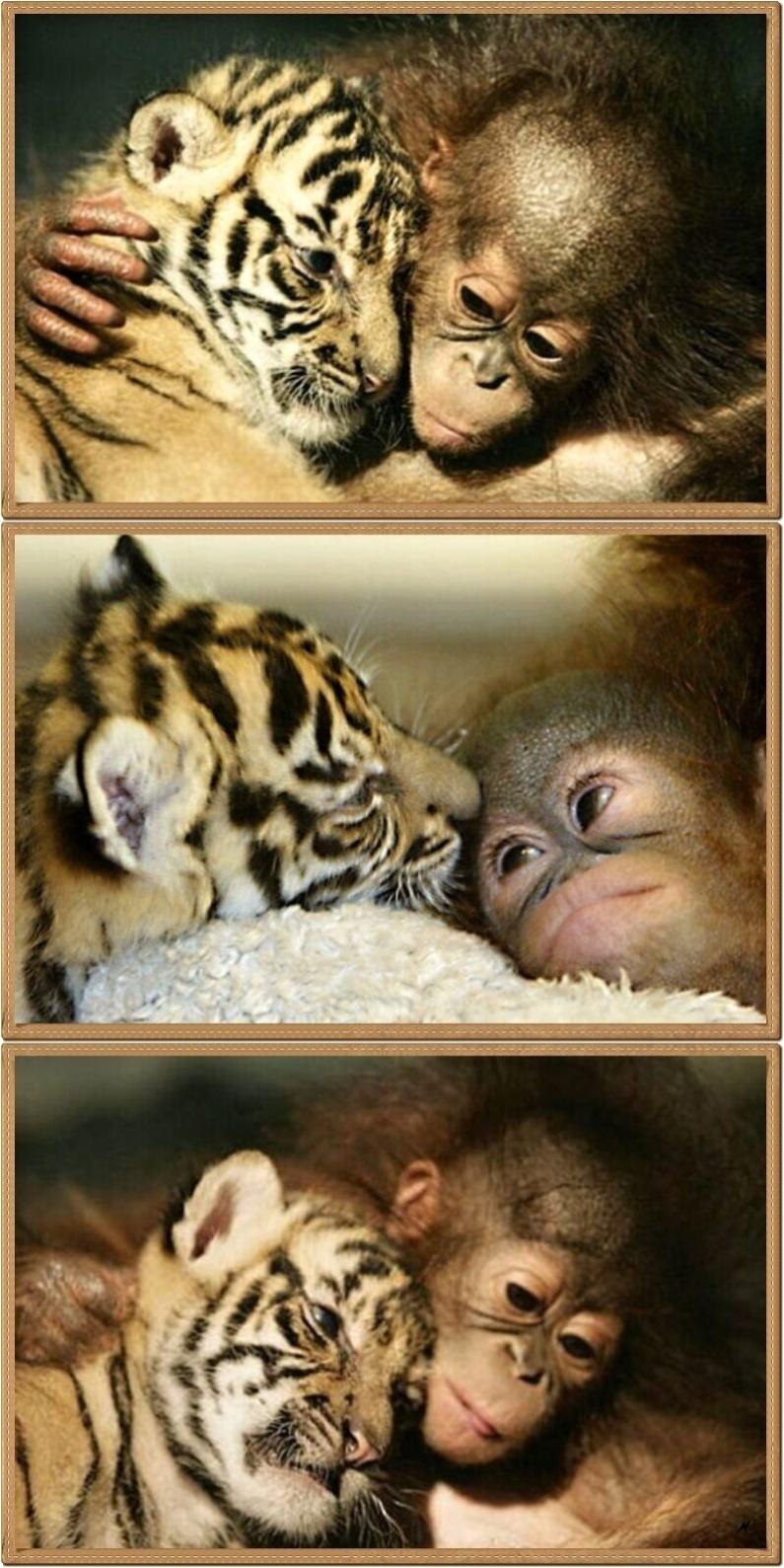 Obrázek Orangutan and tiger best friends
