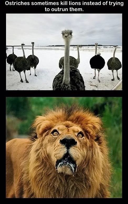 Obrázek Ostriches-lion-surprised