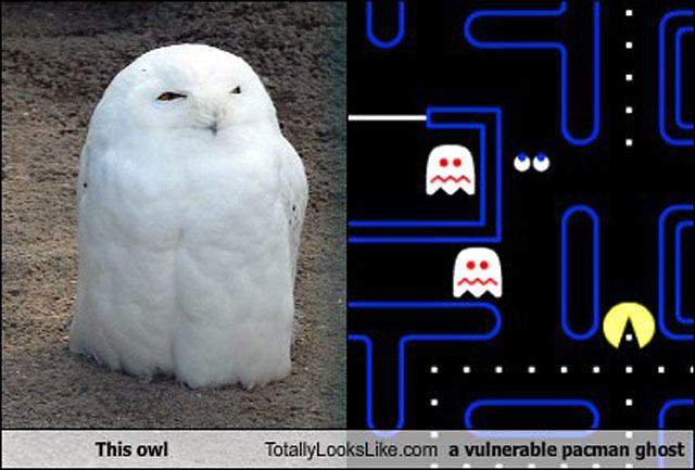 Obrázek Owl-Pacman 20-01-2012