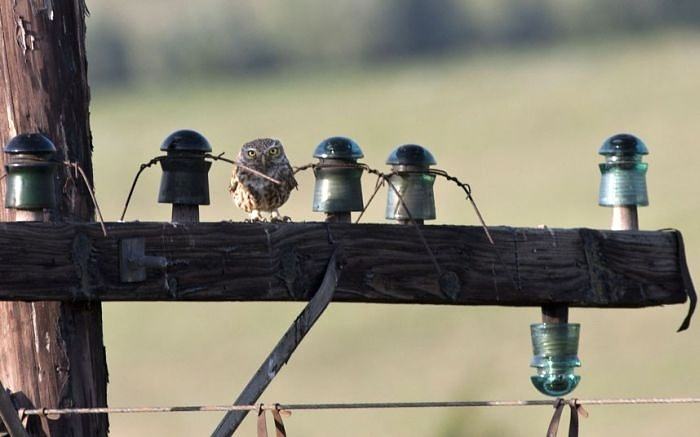 Obrázek Owl family 22-03-2012