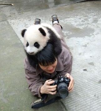 Obrázek Panda vs photograph