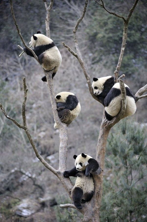 Obrázek Pandas on a tree 01-01-2008