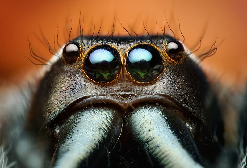 Obrázek Paraphidippus aurantius