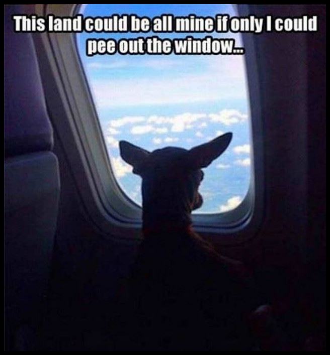 Obrázek Pee&nbsp;Out&nbsp;The&nbsp;Window