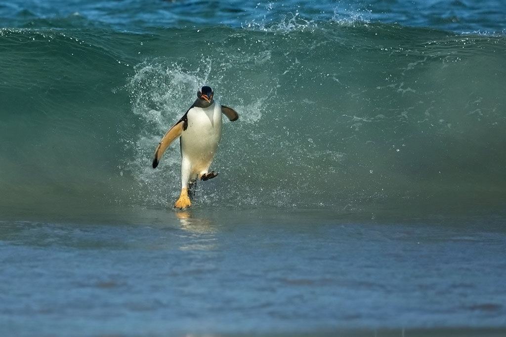 Obrázek Penguin Jesus 