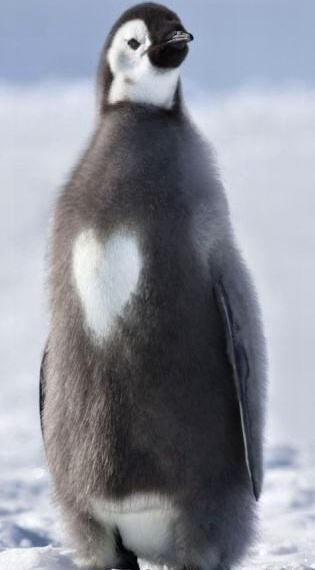 Obrázek Penguin heart