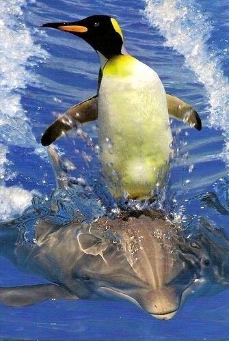 Obrázek Penguin riding show