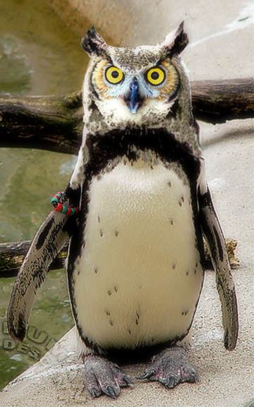 Obrázek Penguinowl