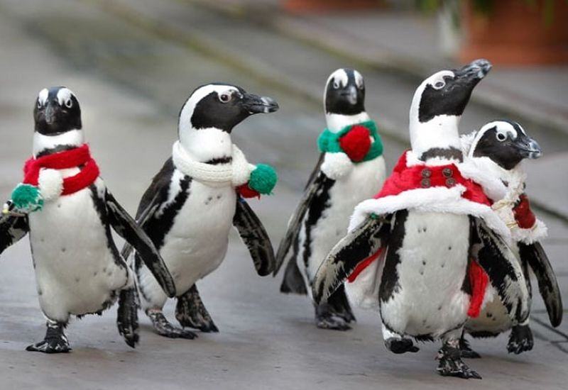 Obrázek Penguins family