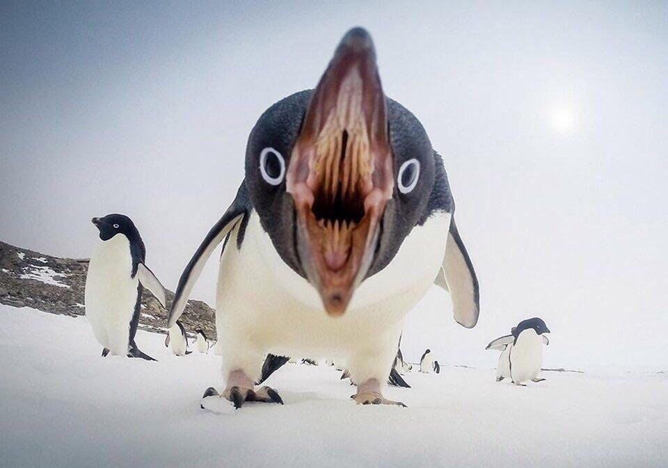 Obrázek Penguins mouths