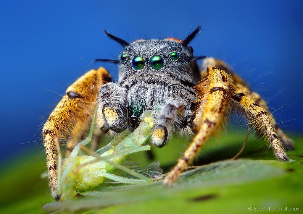 Obrázek Phidippus mystaceus