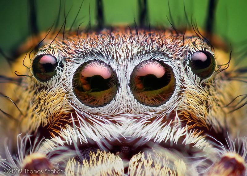 Obrázek Phidippus putnami