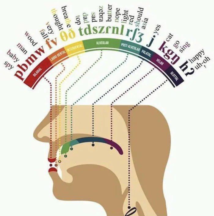 Obrázek Phonetic-map-of-the-human-mouth