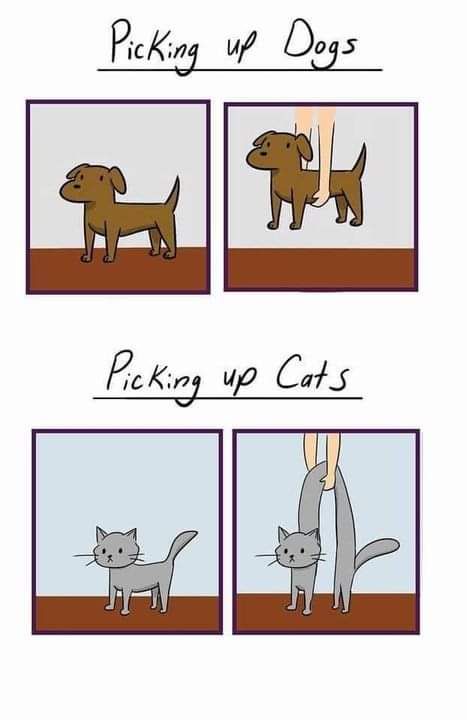 Obrázek Picking up pets