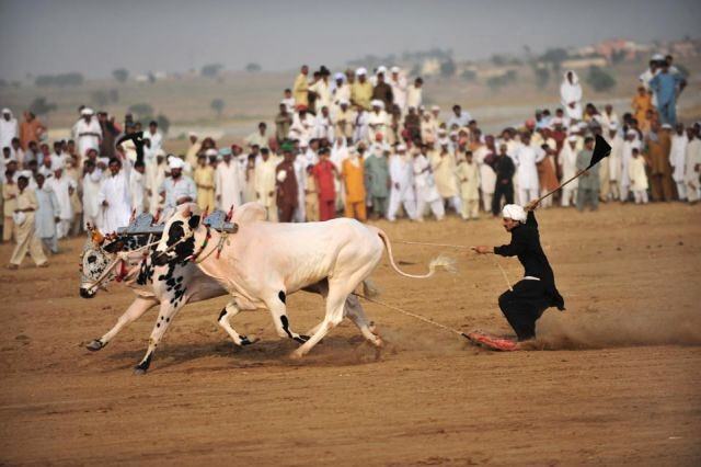 Obrázek Picture of the day -Bull races in the village of Islamabad
