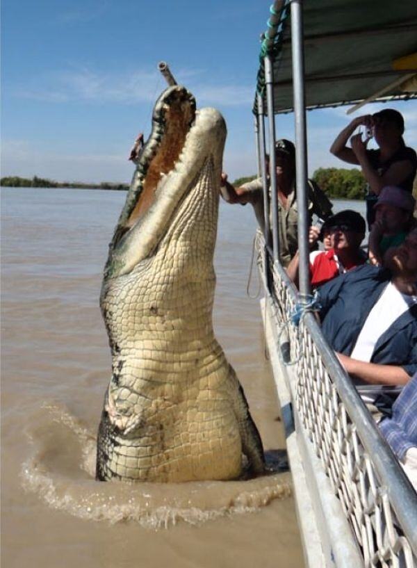 Obrázek Picture of the day II - 5.5m saltwater crocodile