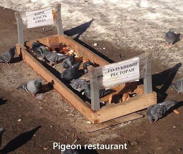 Obrázek PigeonRestaurant