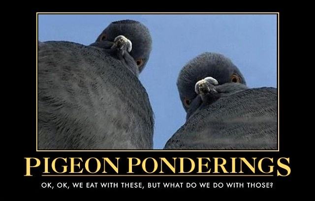 Obrázek Pigeon 18-02-2012