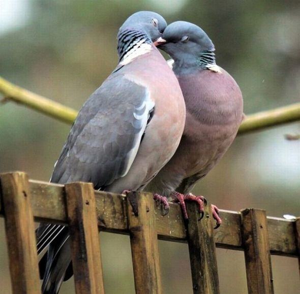 Obrázek Pigeon love