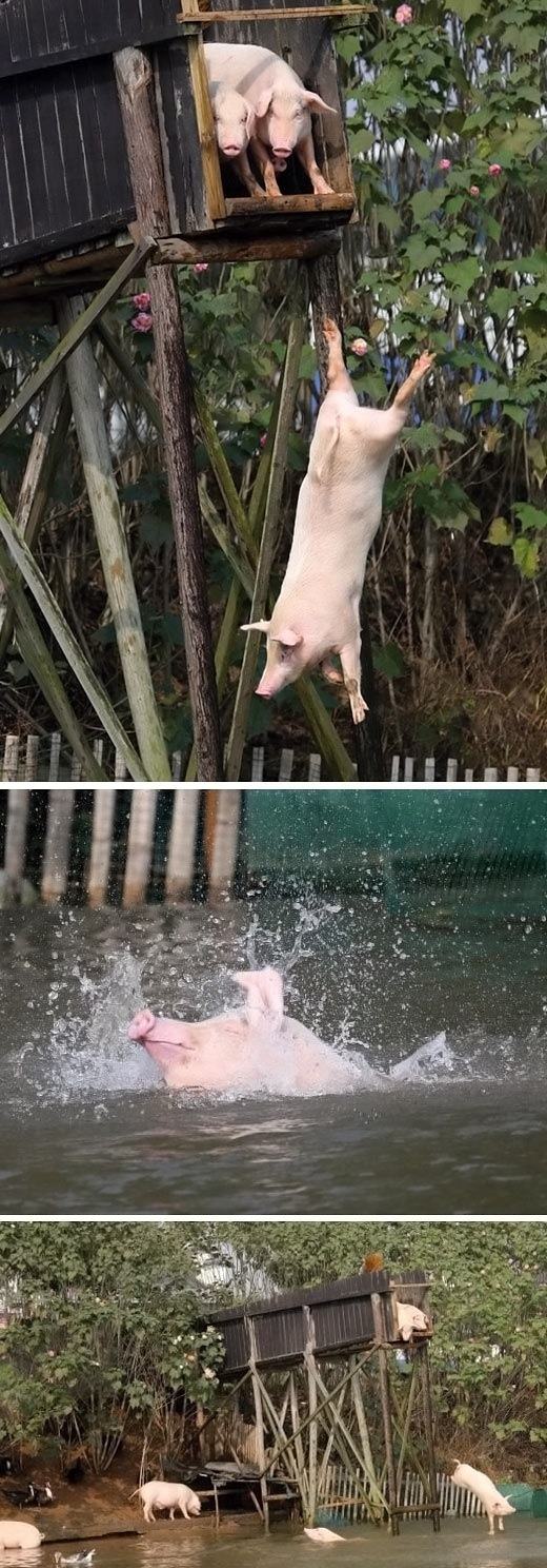 Obrázek Pigs-having-fun