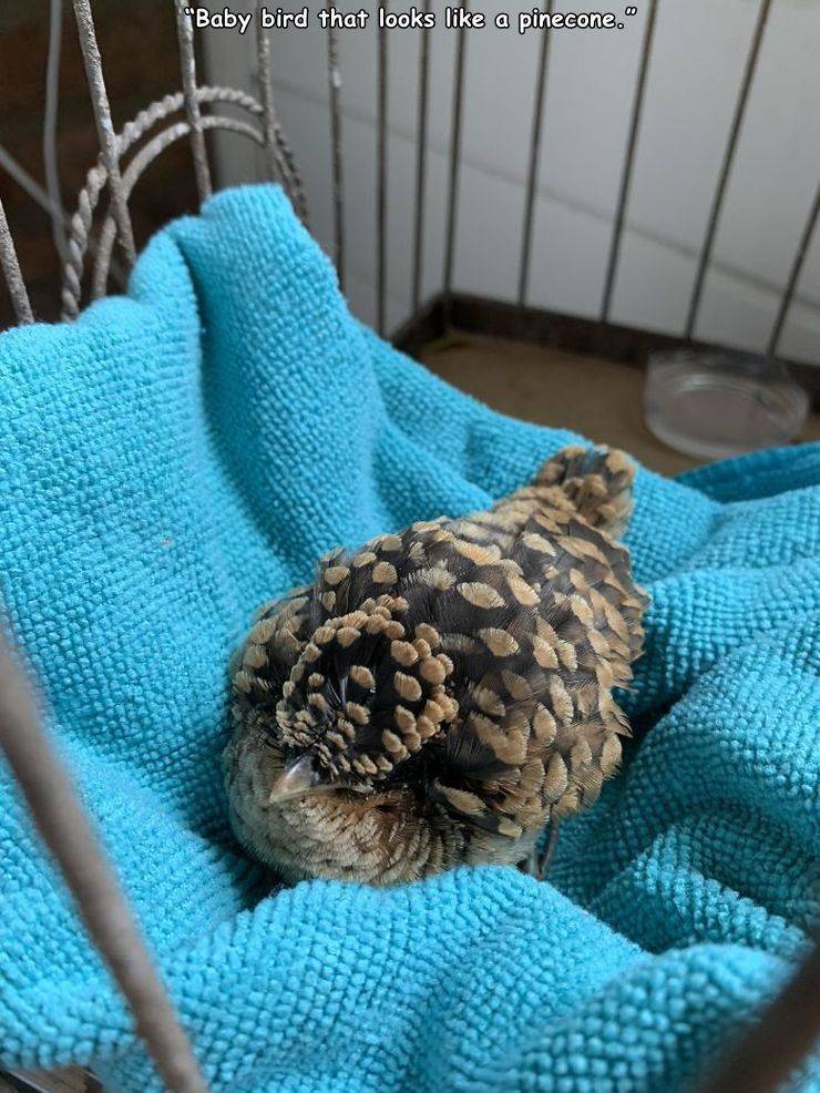 Obrázek Pine cone bird
