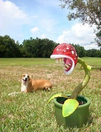 Obrázek Piranha Plant IRL 22-01-2012