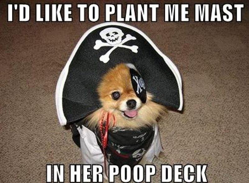 Obrázek Pirate Puppy