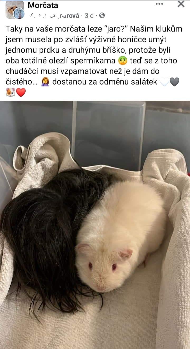 Obrázek Po zvlast vyzivne honicce