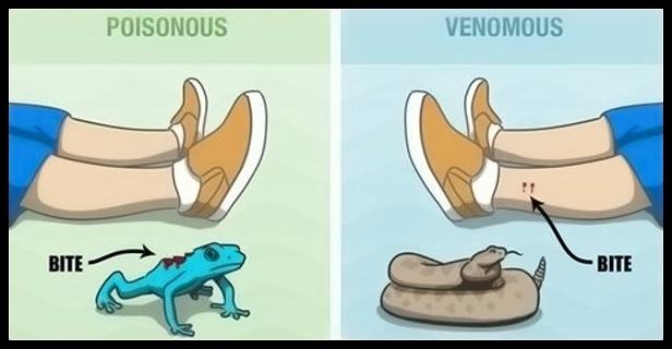 Obrázek Poisonous-vs-Venomous