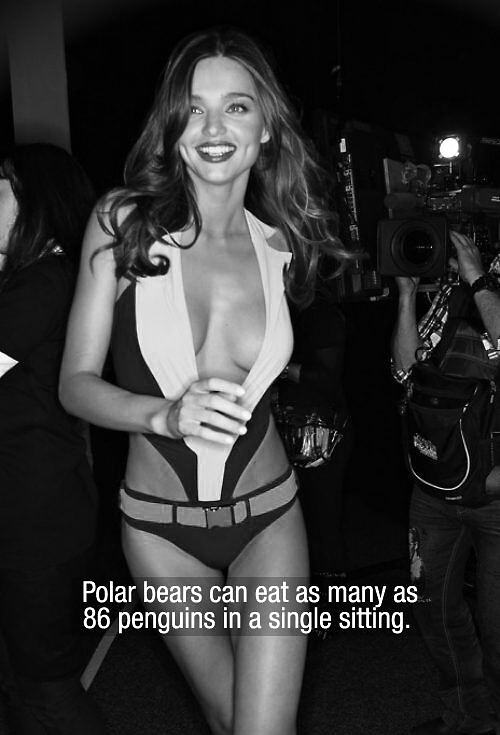 Obrázek Polar Bears Can