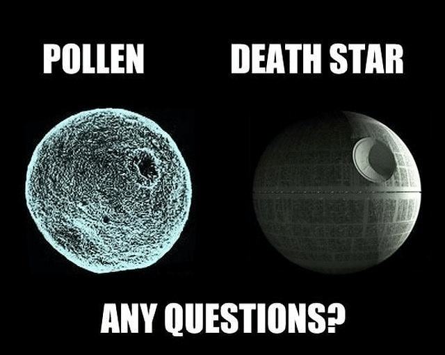 Obrázek Pollen  
