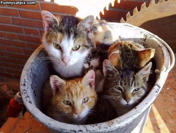 Obrázek Pot Of Cats