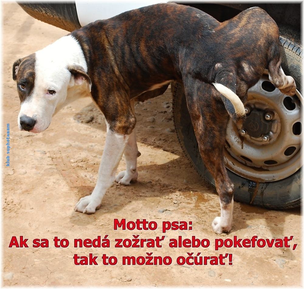 Obrázek Psie motto 12-12-2008