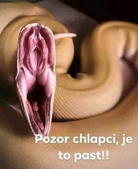 Obrázek Pussy&nbsp;past