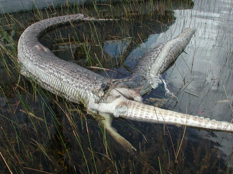 Obrázek Python1 by prl