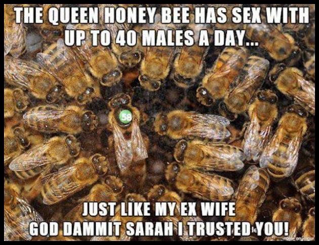 Obrázek Queen Honey Bee