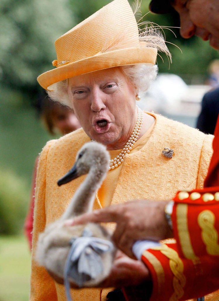 Obrázek Queen Trump IV