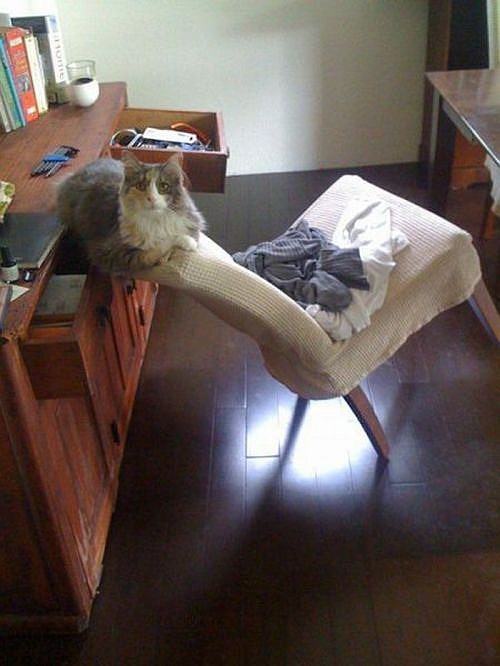 Obrázek R-balancing cat